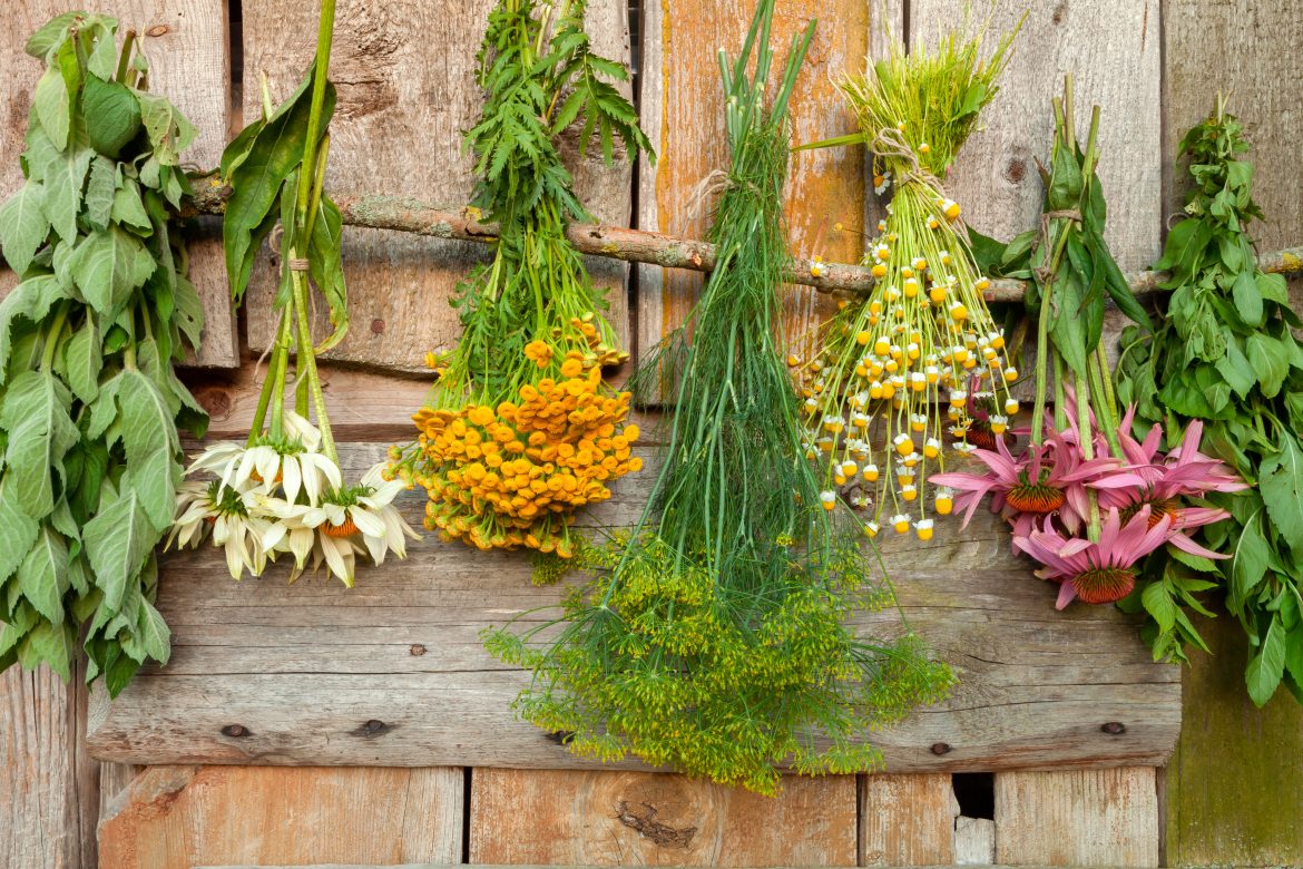  Las especies vegetales no solo han sido pilares fundamentales de la medicina tradicional, sino que también han capturado la atención de la ciencia moderna. Foto: Ensayo General.   