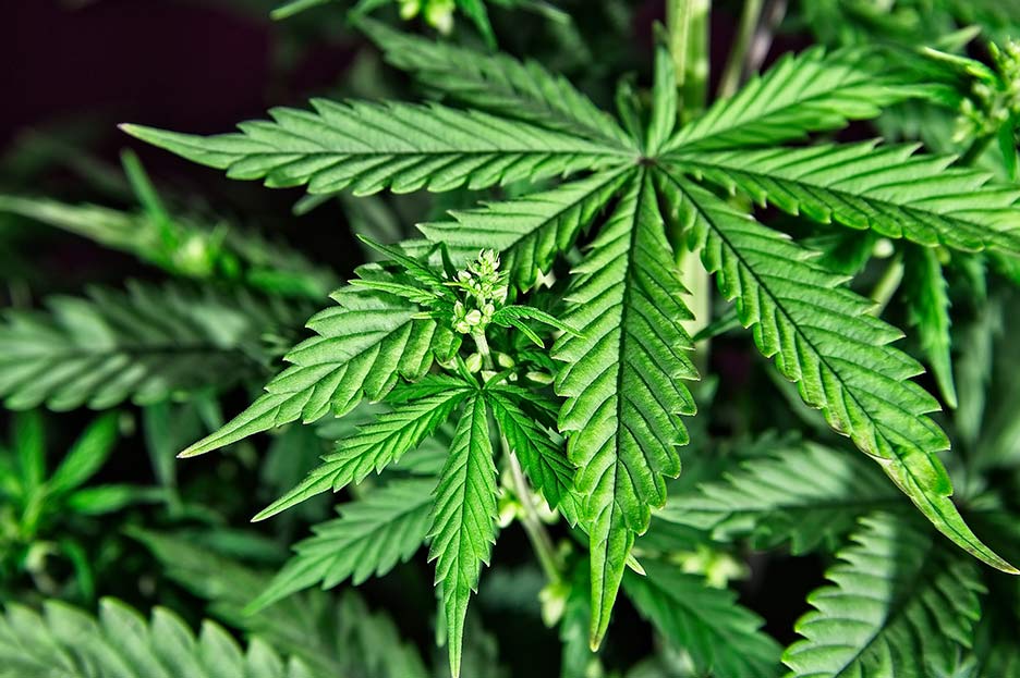 Cannabis medicinal: cómo se administrará y para qué enfermedades